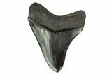 Nice, Fossil Megalodon Tooth - Georgia #145426-1